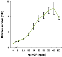 Recombinant human beta-NGF protein