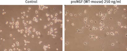 Recombinant mouse proNGF protein