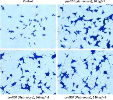 Recombinant mouse proNGF (cleavage resistant) protein