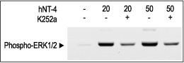 Recombinant human Neurotrophin-4 (NT-4) protein