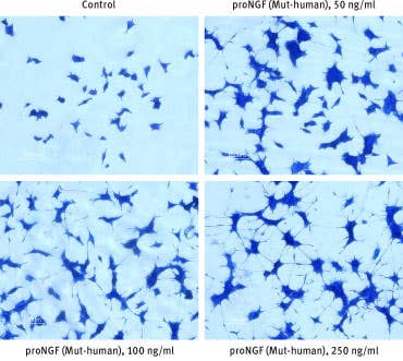 Recombinant human proNGF (cleavage resistant) protein