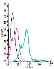 Anti-Nogo Receptor (extracellular)-FITC Antibody