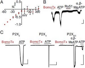 BomoTx Toxin