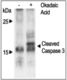 Okadaic Acid (ammonium salt)