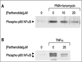 Parthenolide