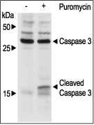 Puromycin