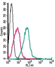 Anti-P2Y1 Receptor (extracellular)-FITC Antibody
