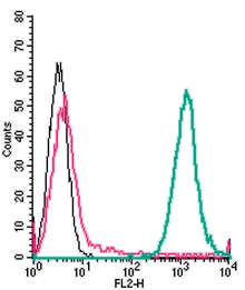 Anti-P2Y6 Receptor (extracellular)-PE Antibody
