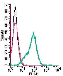 Anti-RAGE (extracellular) Antibody