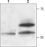 Recombinant human Artemin protein