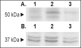 Human GFRα1-Fc Chimera
