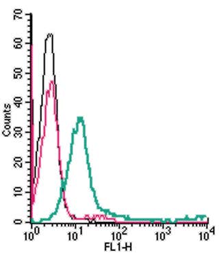 Anti-Semaphorin 4D (SEMA4D) (extracellular)-FITC Antibody