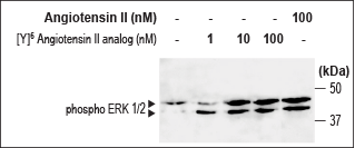 [Y]6-Angiotensin II Analog