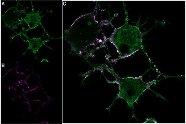 Calciseptine-ATTO Fluor-647N