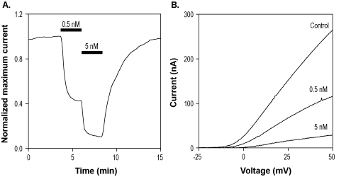 Agitoxin-1