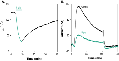 AmmTx3 Toxin