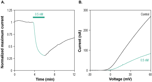 Agitoxin-3