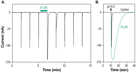 Cono VGRPRF-amide