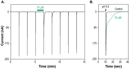 Cono AIVGRPRF-amide