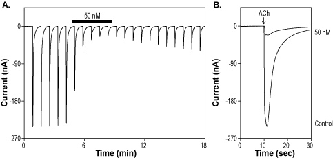 α-Conotoxin EIIB