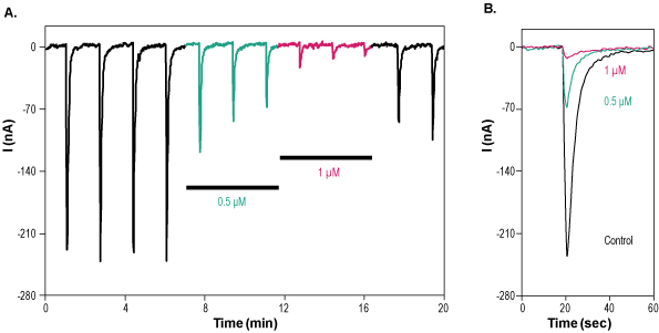 α-Conotoxin EI