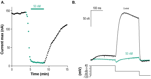 Ergtoxin-1
