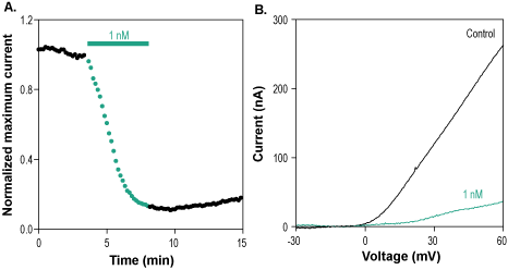 Hongotoxin-1