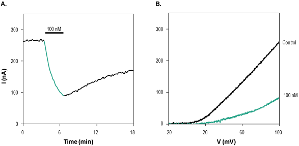 Iberiotoxin