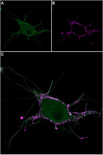 Osu1 Toxin-ATTO Fluor-647N