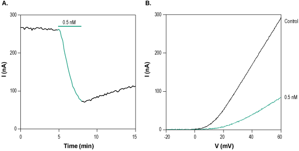 Margatoxin