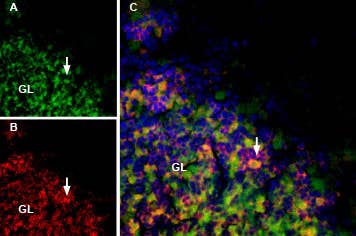 MmTx1 Toxin-ATTO Fluor-488