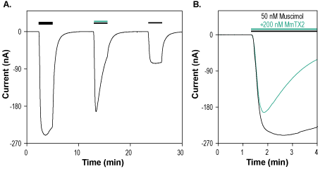 MmTx2 Toxin