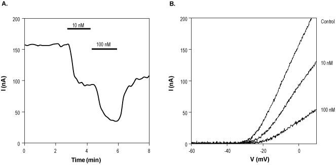 Pandinotoxin Kα
