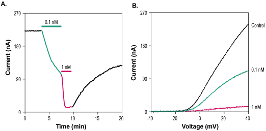 ShK (Stichodactyla Toxin)