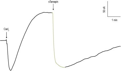 Tamapin