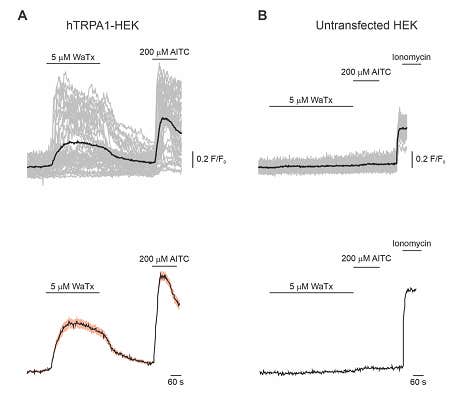 Wasabi Receptor Toxin