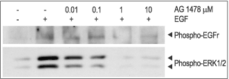Tyrphostin AG 1478