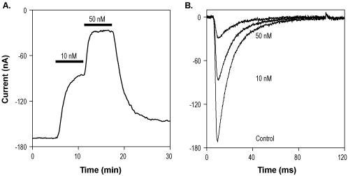 4,9-Anhydrotetrodotoxin