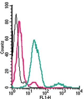 Anti-TRPV2 (VRL1) (extracellular)-FITC Antibody