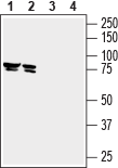 Anti-SLC22A3 (extracellular) Antibody - Carrier Free