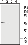 Anti-MCT1 (SLC16A1) (extracellular) Antibody - Carrier Free