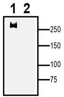 Ca<sub>V</sub>1.2 XenoBlot&trade; Positive Control