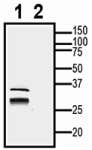 AQP4 XenoBlot&trade; Positive Control