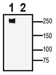 Na<sub>V</sub>1.5 XenoBlot&trade; Positive Control