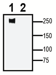 Na<sub>V</sub>1.5 XenoBlot&trade; Positive Control