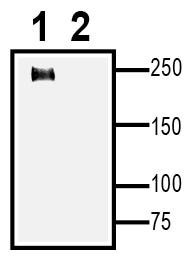 Na<sub>V</sub>1.7 XenoBlot&trade; Positive Control