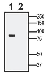 TRPV1 XenoBlot&trade; Positive Control