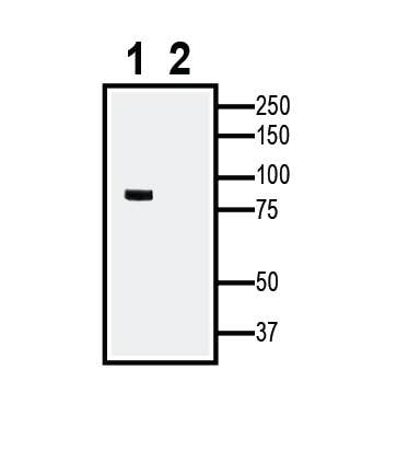 TRPV1 XenoBlot&trade; Positive Control