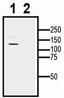 TRPA1 XenoBlot&trade; Positive Control