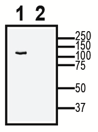 TRPC6 XenoBlot&trade; Positive Control